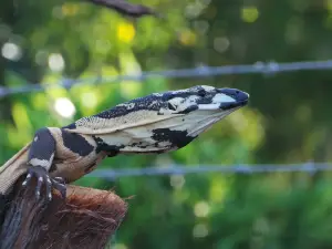 Alexandra Park Zoo