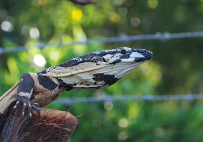 Alexandra Park Zoo