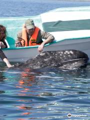 Magdalena Bay Whale Watching & Marlin Snorkeling Adventure's