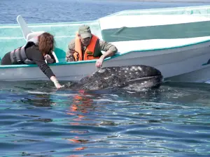 Magdalena Bay Whales