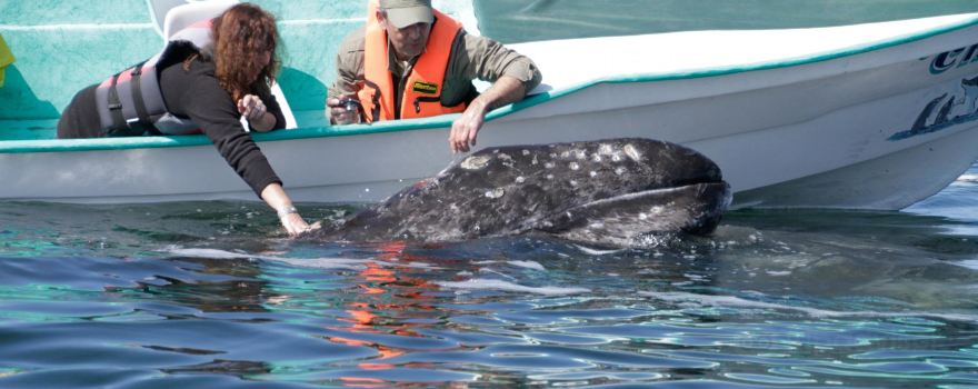 Magdalena Bay Whale Watching & Marlin Snorkeling Adventure's