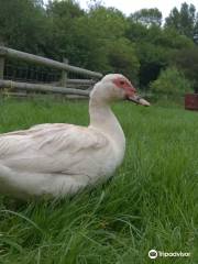 Lawrence Weston Community Farm