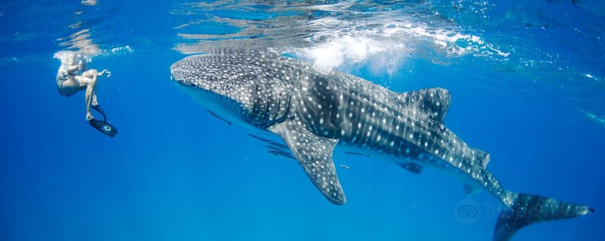 DIVERSITYScuba