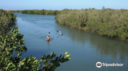 Honko Community-Based Mangrove Reserve
