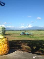 Guanacaste Pineapple Park