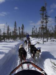 Chilly Dogs Sled Dog Trips