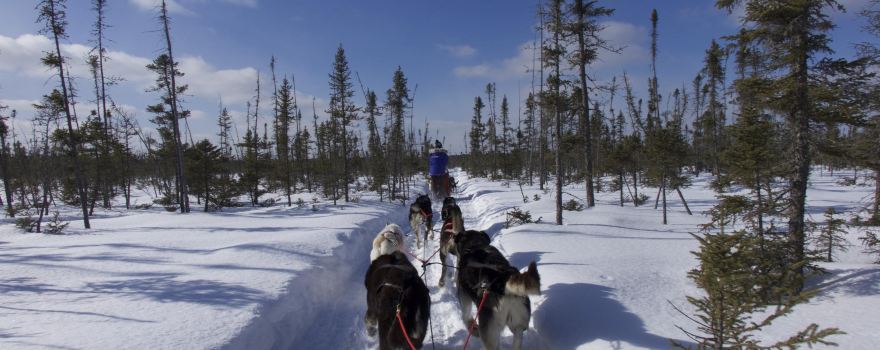 Chilly Dogs Sled Dog Trips