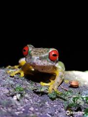 Kinkajou Night Walk