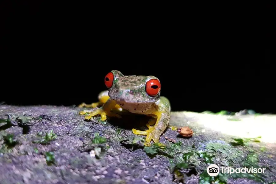 Kinkajou Night Walk