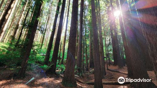 The Redwoods Otways