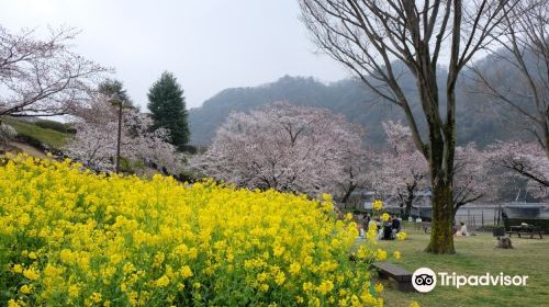 Kanagawa Prefectural Lake Tsukui Shiroyama Park, Water Garden, Flower Garden