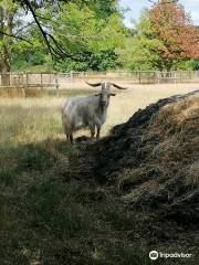 Buttercups Sanctuary For Goats