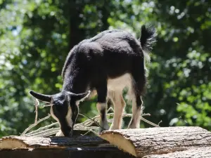 Zoo Gorica