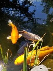 Okanagan Koi & Water Gardens