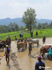 Bull Race Festival