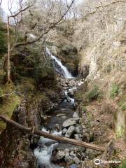 Coed y Brenin Forest Park