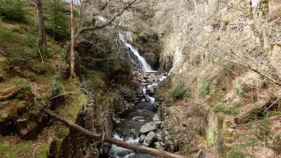 Coed y Brenin Forest Park