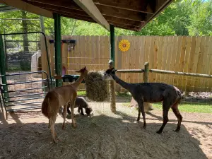 Wilderness Trails Zoo