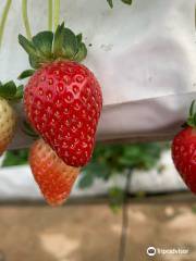 Raju's Hill Strawberry Farm