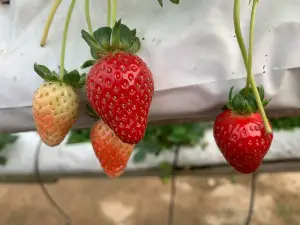Raju's Hill Strawberry Farm