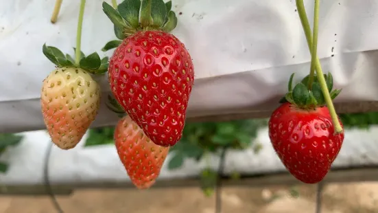 Raju's Hill Strawberry Farm