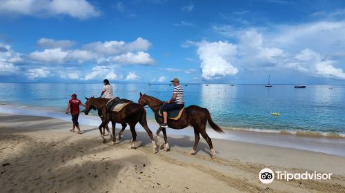 Holetown Beach