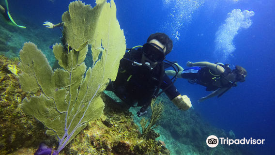 Diving in Punta Cana