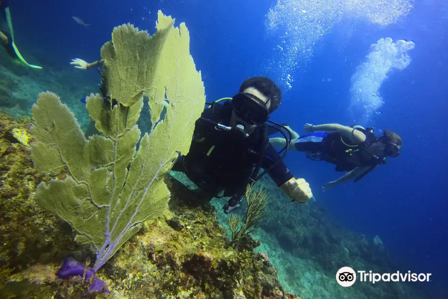 Dolin Dive Center