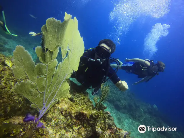 Diving in Punta Cana