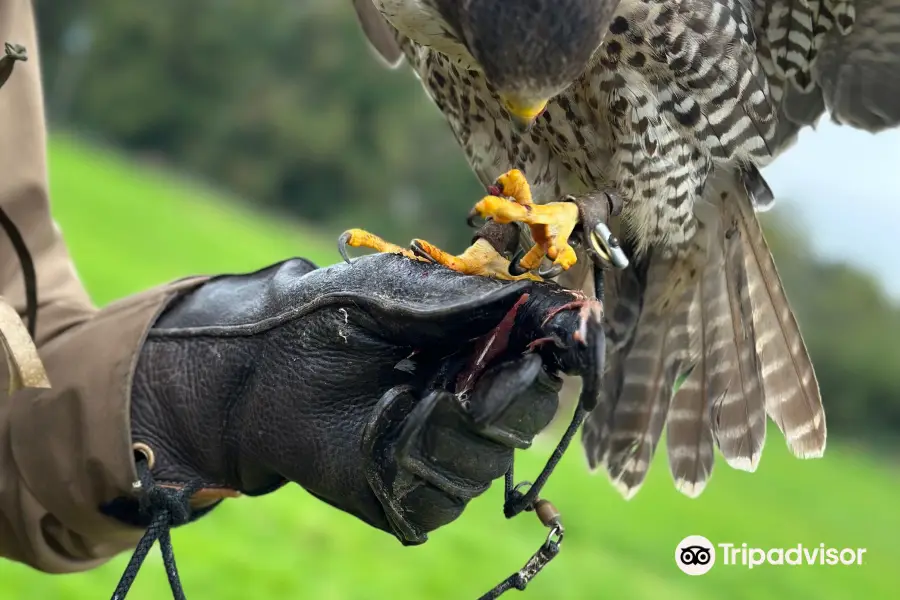 Dublin Falconry