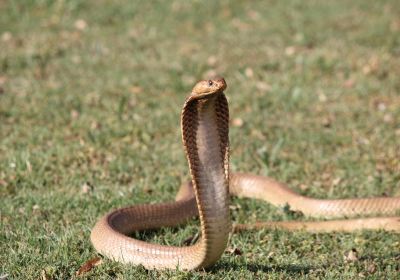 Lawnwood Snake Sanctuary