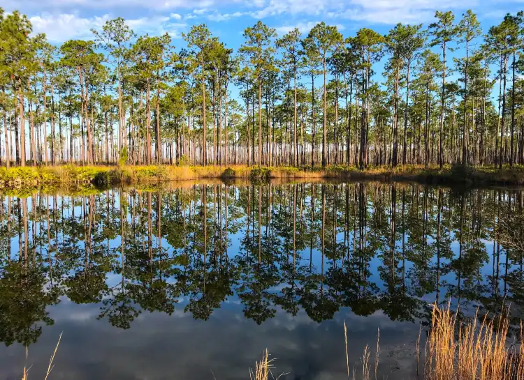 Hotels in Charlton County