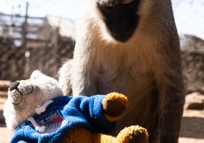 Bambelela Wildlife Care&Vervet Monkey Rehabilitation Farm