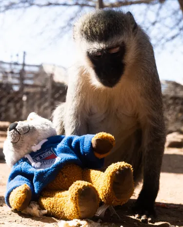 Bambelela Wildlife Care And Vervet Monkey Rehabilitation