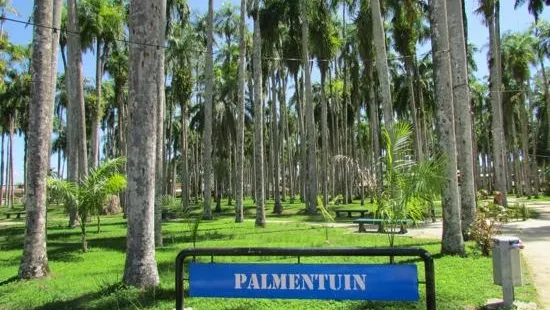 Palmentuin