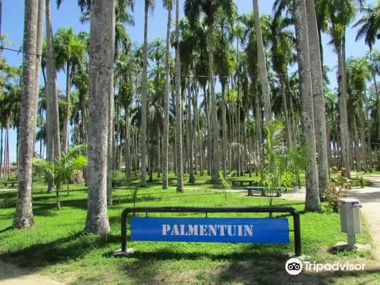 Palmentuin