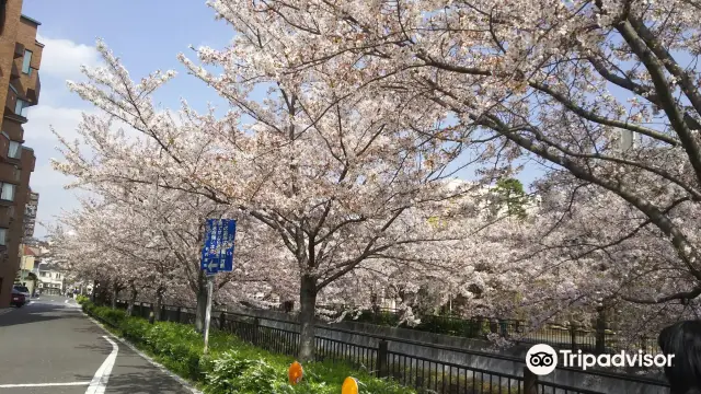 Cherry Blossom Viewing in Nagoya