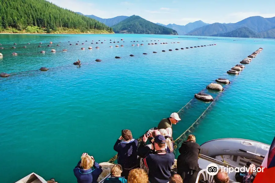 Greenshell Mussel Cruise