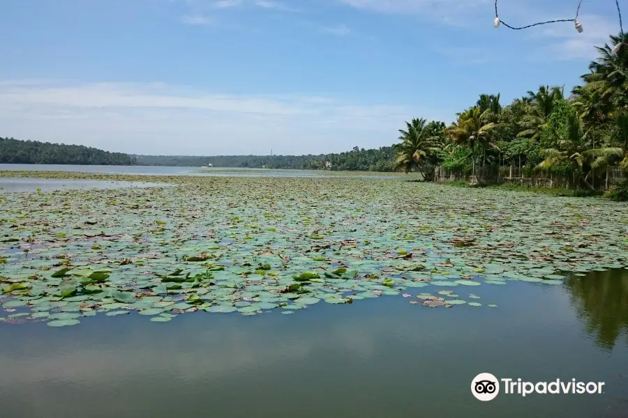 Vellayani Lake