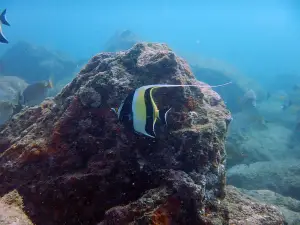 MTDC's Indian Institute of Scuba Diving and Aquatic Sports