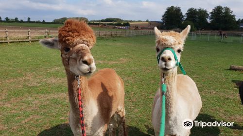 Alpaca Experience in the Cotswolds