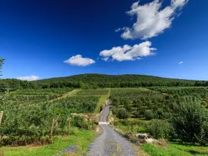 Wilklow Orchards