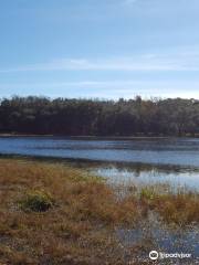 Withlacoochee State Forest