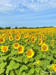 Grinter Sunflower Farms (Grinter Farms, Inc.)