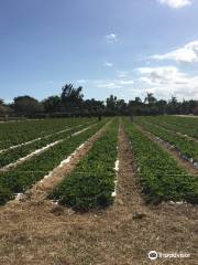 Knaus Berry Farm