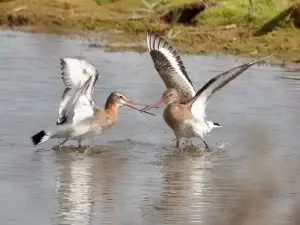 RSPB フレイストン・ショア