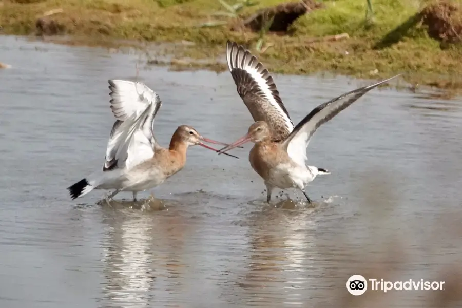 RSPB フレイストン・ショア