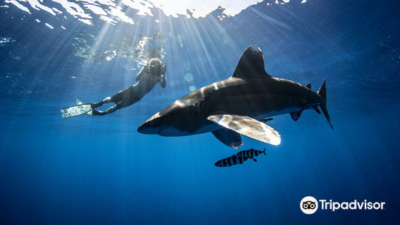 HAWAII ADVENTURE DIVING