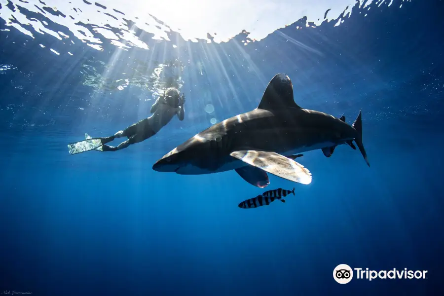 HAWAII ADVENTURE DIVING