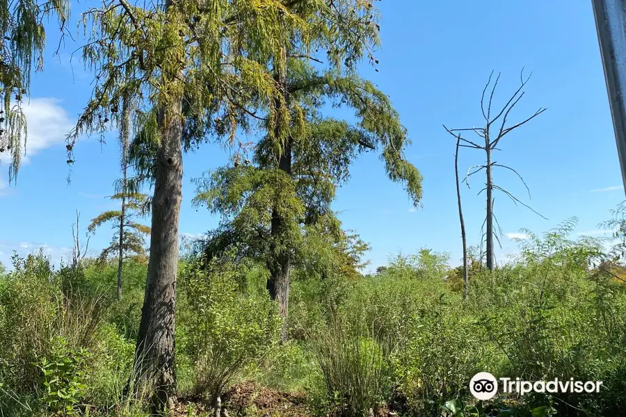 Blue Elbow Swamp